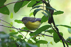 Magnolia Warbler