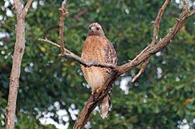Red tailed hawk