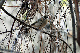 Golden-crowned kinglet