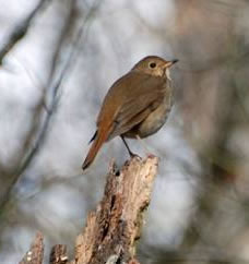 Hermit thrush