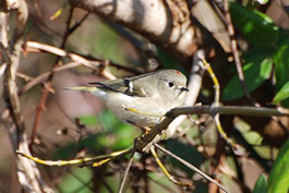 Ruby-crowned kinglet