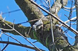 White-breasted nuthatch