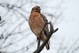 Red shouldered hawk