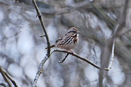 Song sparrow