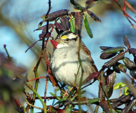 White-throated sparrow