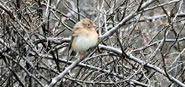 Field sparrow