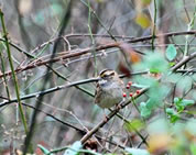 White throated sparrow