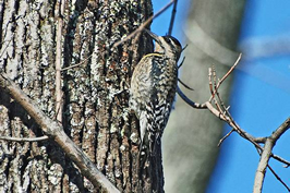 Yellow-bellied sapsucker
